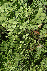 Southern Maidenhair Fern (Adiantum capillus-veneris) at Strader's Garden Centers