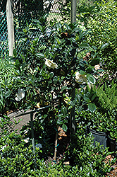 Gardenia (tree form) (Gardenia jasminoides '(tree form)') at Strader's Garden Centers