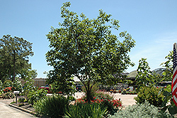 Common Persimmon (Diospyros virginiana) at Strader's Garden Centers