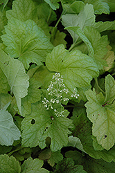 Electric Lime Coral Bells (Heuchera 'Electric Lime') at Strader's Garden Centers