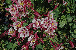Origami Rose and White Columbine (Aquilegia 'Origami Rose and White') at Strader's Garden Centers
