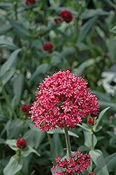 Red Valerian (Centranthus ruber var. coccineus) at Strader's Garden Centers