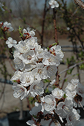 Sungold Apricot (Prunus 'Sungold') at Strader's Garden Centers