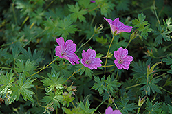 Blushing Turtle Cranesbill (Geranium sanguineum 'Blushing Turtle') at Strader's Garden Centers