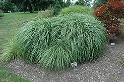 Adagio Maiden Grass (Miscanthus sinensis 'Adagio') at Strader's Garden Centers