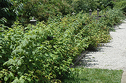 Heritage Raspberry (Rubus 'Heritage') at Strader's Garden Centers