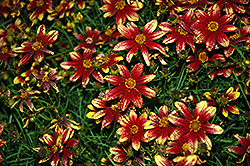 Route 66 Tickseed (Coreopsis verticillata 'Route 66') at Strader's Garden Centers