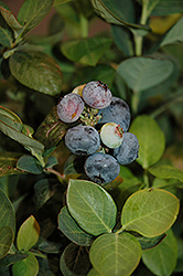 Peach Sorbet Blueberry (Vaccinium 'ZF06-043') at Strader's Garden Centers