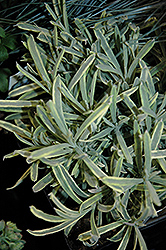 Platinum Blonde Lavender (Lavandula angustifolia 'Momparler') at Strader's Garden Centers