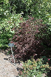 Lady In Red Ninebark (Physocarpus opulifolius 'Lady In Red') at Strader's Garden Centers