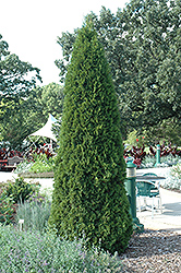 Emerald Green Arborvitae (Thuja occidentalis 'Smaragd') at Strader's Garden Centers