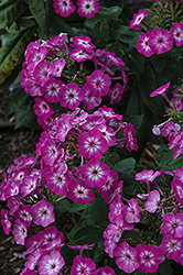 Flame Purple Eye Garden Phlox (Phlox paniculata 'Barthirtythree') at Strader's Garden Centers