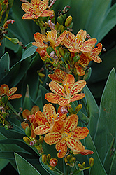 Freckle Face Blackberry Lily (Belamcanda chinensis 'Freckle Face') at Strader's Garden Centers