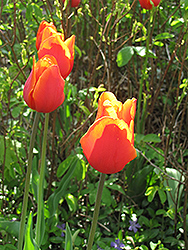 Orange Toronto Tulip (Tulipa greggii 'Orange Toronto') at Strader's Garden Centers