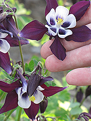 William Guinness Columbine (Aquilegia vulgaris 'William Guinness') at Strader's Garden Centers