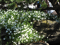 Mountain Sandwort (Arenaria montana) at Strader's Garden Centers