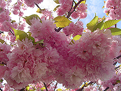 Kwanzan Flowering Cherry (Prunus serrulata 'Kwanzan') at Strader's Garden Centers