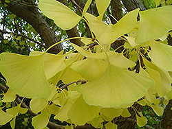 Autumn Gold Ginkgo (Ginkgo biloba 'Autumn Gold') at Strader's Garden Centers
