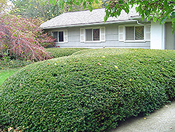 Ward's Yew (Taxus x media 'Wardii') at Strader's Garden Centers