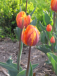 Irene Tulip (Tulipa 'Irene') at Strader's Garden Centers
