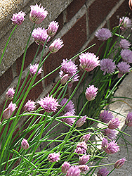 Giant Chives (Allium sibiricum) at Strader's Garden Centers