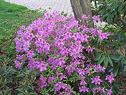 Girard's Karen Azalea (Rhododendron 'Girard's Karen') at Strader's Garden Centers