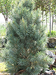 Vanderwolf's Pyramid Pine (Pinus flexilis 'Vanderwolf's Pyramid') at Strader's Garden Centers