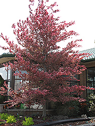 Tricolor Beech (Fagus sylvatica 'Roseomarginata') at Strader's Garden Centers