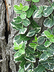 Emerald Gaiety Wintercreeper (Euonymus fortunei 'Emerald Gaiety') at Strader's Garden Centers