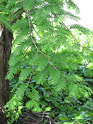 Dawn Redwood (Metasequoia glyptostroboides) at Strader's Garden Centers