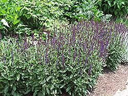 Caradonna Sage (Salvia x sylvestris 'Caradonna') at Strader's Garden Centers