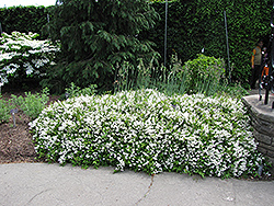 Nikko Deutzia (Deutzia gracilis 'Nikko') at Strader's Garden Centers