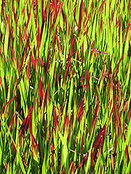 Red Baron Japanese Blood Grass (Imperata cylindrica 'Red Baron') at Strader's Garden Centers