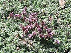 Wooly Thyme (Thymus pseudolanuginosis) at Strader's Garden Centers