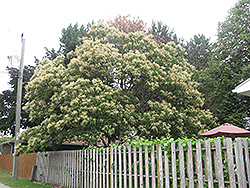 Chinese Chestnut (Castanea mollissima) at Strader's Garden Centers