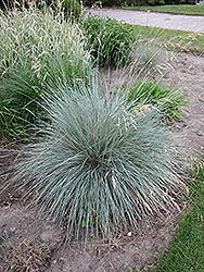 Blue Oat Grass (Helictotrichon sempervirens) at Strader's Garden Centers