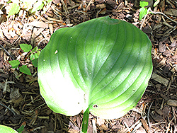 Vim and Vigor Hosta (Hosta 'Vim and Vigor') at Strader's Garden Centers