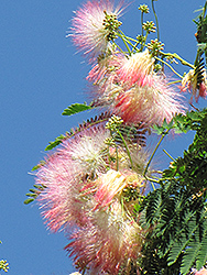 Mimosa (Albizia julibrissin) at Strader's Garden Centers