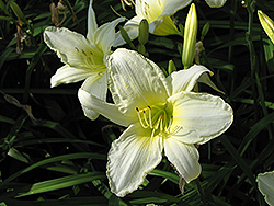 Ice Carnival Daylily (Hemerocallis 'Ice Carnival') at Strader's Garden Centers