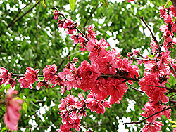 Bonanza Peach (Prunus persica 'Bonanza') at Strader's Garden Centers