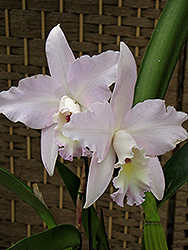 Coerulea Cattleya Orchid (Cattleya labiata 'var. coerulea') at Strader's Garden Centers