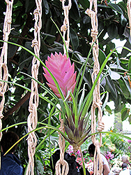 Pink Quill (Tillandsia cyanea) at Strader's Garden Centers
