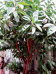 Rubber Tree (Ficus elastica) at Strader's Garden Centers