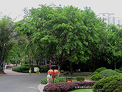 Weeping Fig (Ficus benjamina) at Strader's Garden Centers