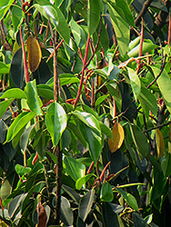 Indian Laurel Fig (Ficus microcarpa) at Strader's Garden Centers