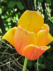 Oxford Elite Tulip (Tulipa 'Oxford Elite') at Strader's Garden Centers