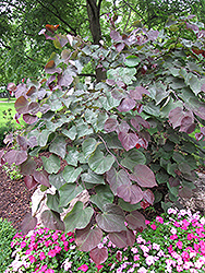 Forest Pansy Redbud (Cercis canadensis 'Forest Pansy') at Strader's Garden Centers