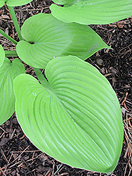 Sum and Substance Hosta (Hosta 'Sum and Substance') at Strader's Garden Centers