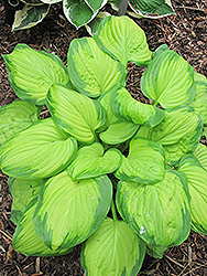 Stained Glass Hosta (Hosta 'Stained Glass') at Strader's Garden Centers