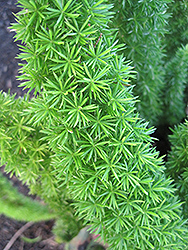 Cape Morgan Foxtail Fern (Asparagus densiflorus 'Cape Morgan') at Strader's Garden Centers